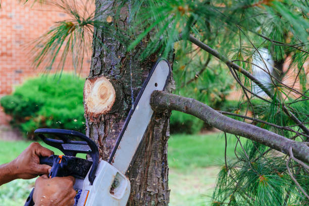 Best Tree Care Services  in Sand Lake, MI